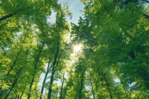 forest trees